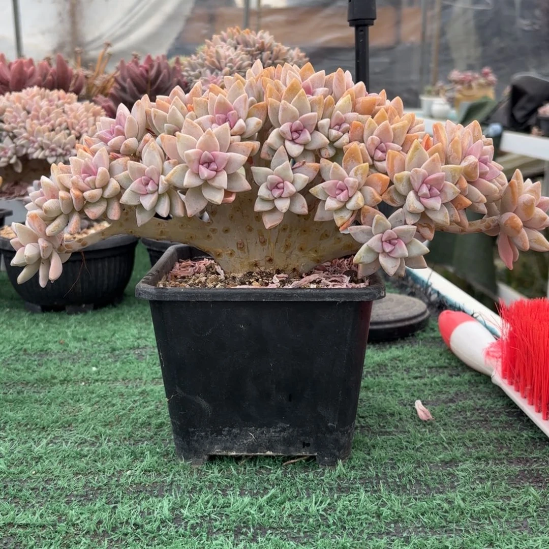 淡雪缀88888888888988多肉