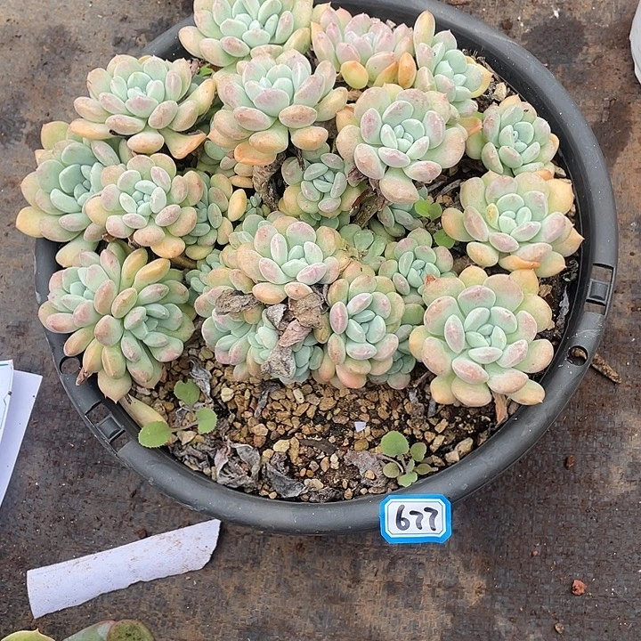 677鹅卵石 一物一拍多肉