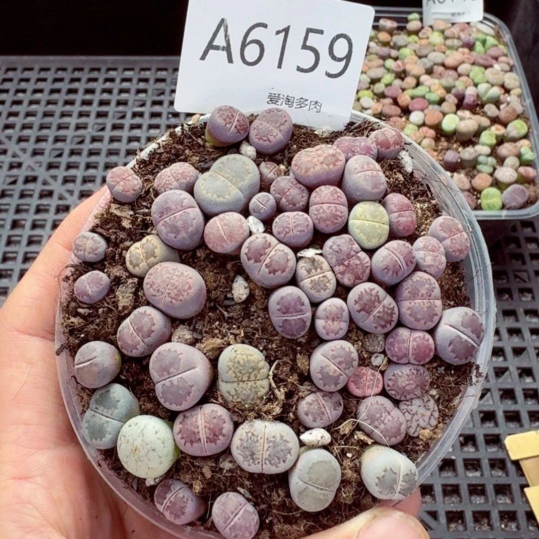6159—生石花 生石花