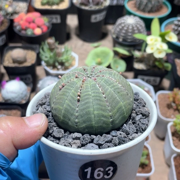 浪***贼163实生大单头欧布