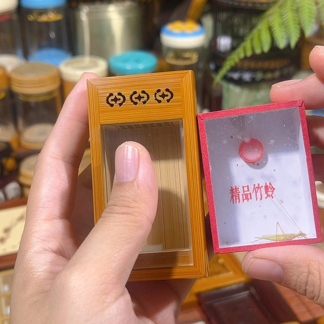 蟋蟀老竹竹蛉盒+竹蛉