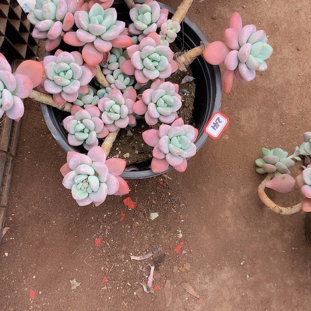 我**合老三多肉一物一拍家里241洛神