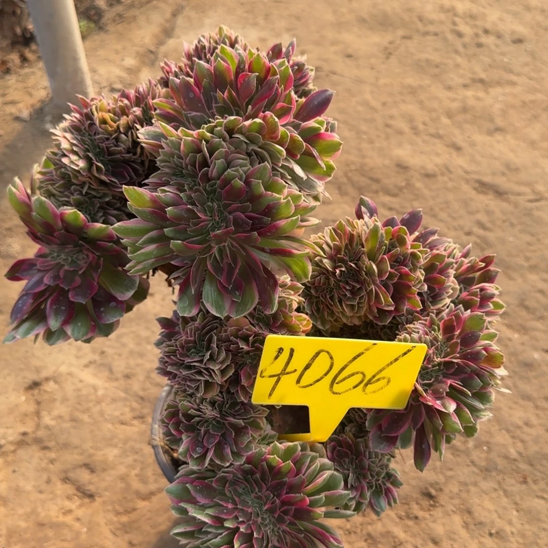 4066---女郎缀化老桩