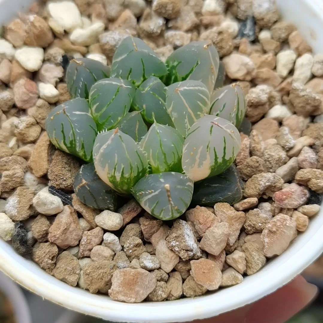 28号OH玉露锦一物一拍带盆土发货