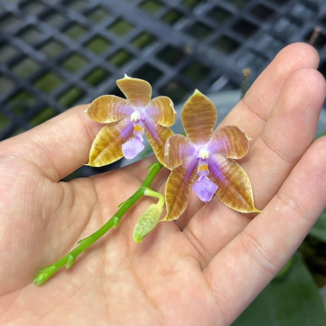 完全开放l066八寸ys1162