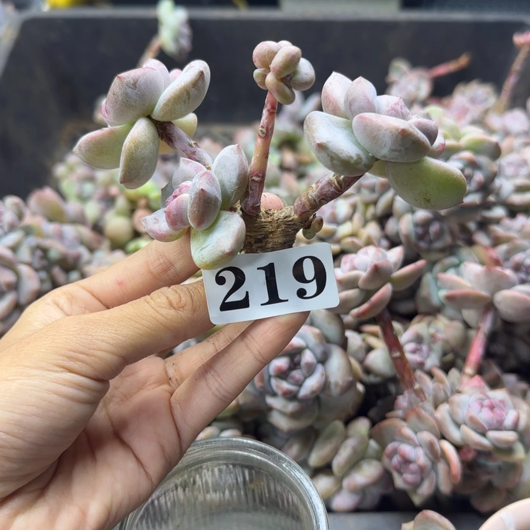 星影三头无根一物一拍219