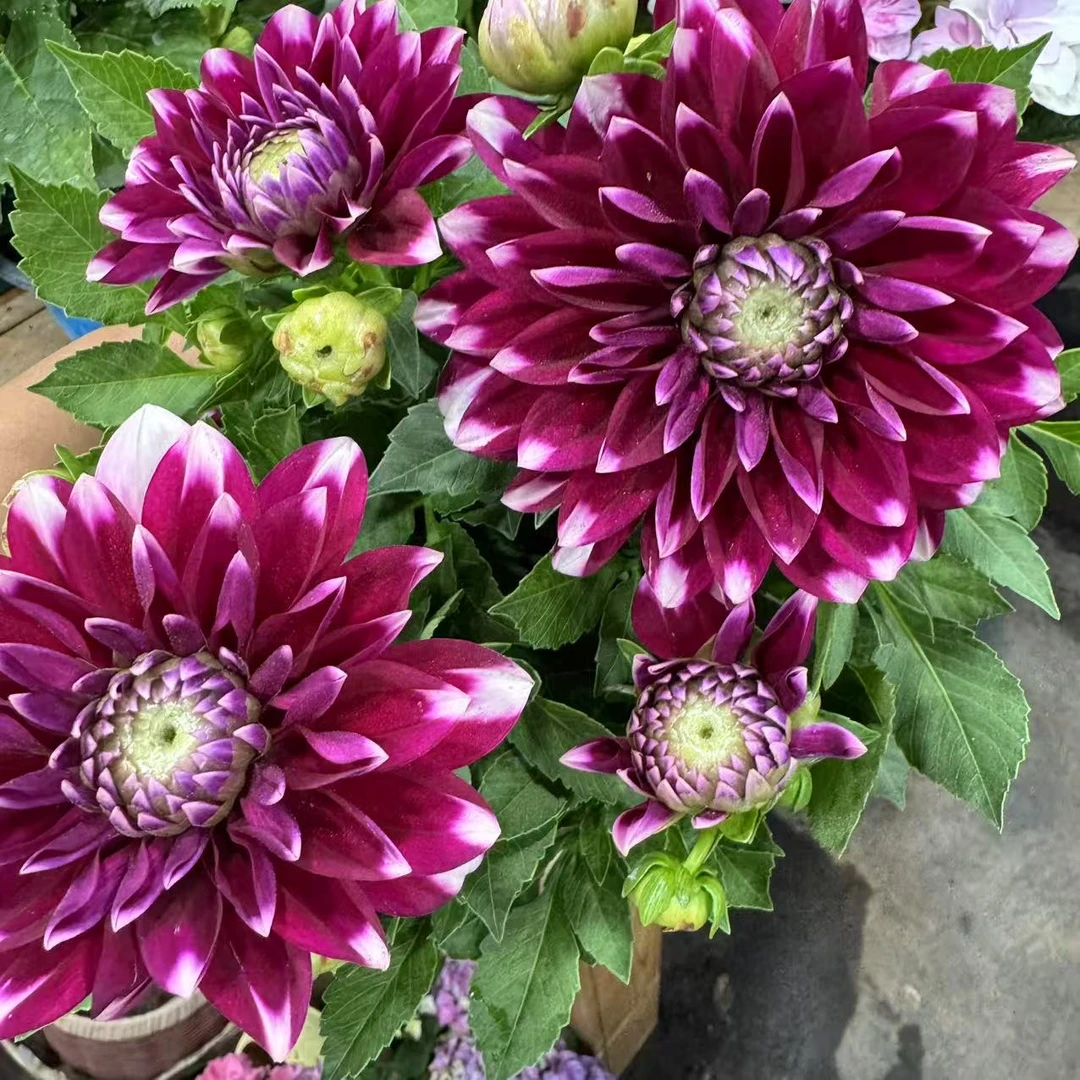 【李先生】（紫花脸）小丽花盆栽庭院阳台观花植物多年生四季开花好养