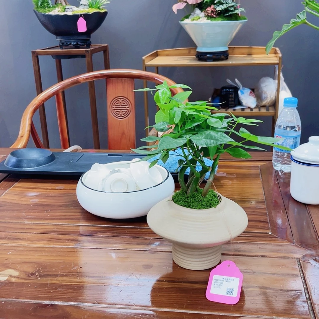 完全开放高端盆景一物一拍