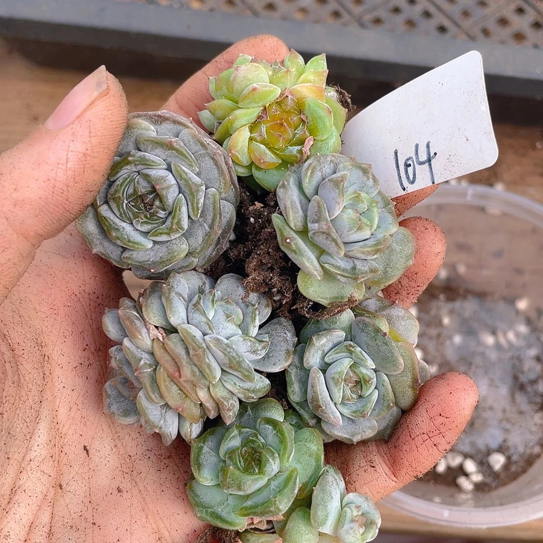 多肉植物多肉植物104