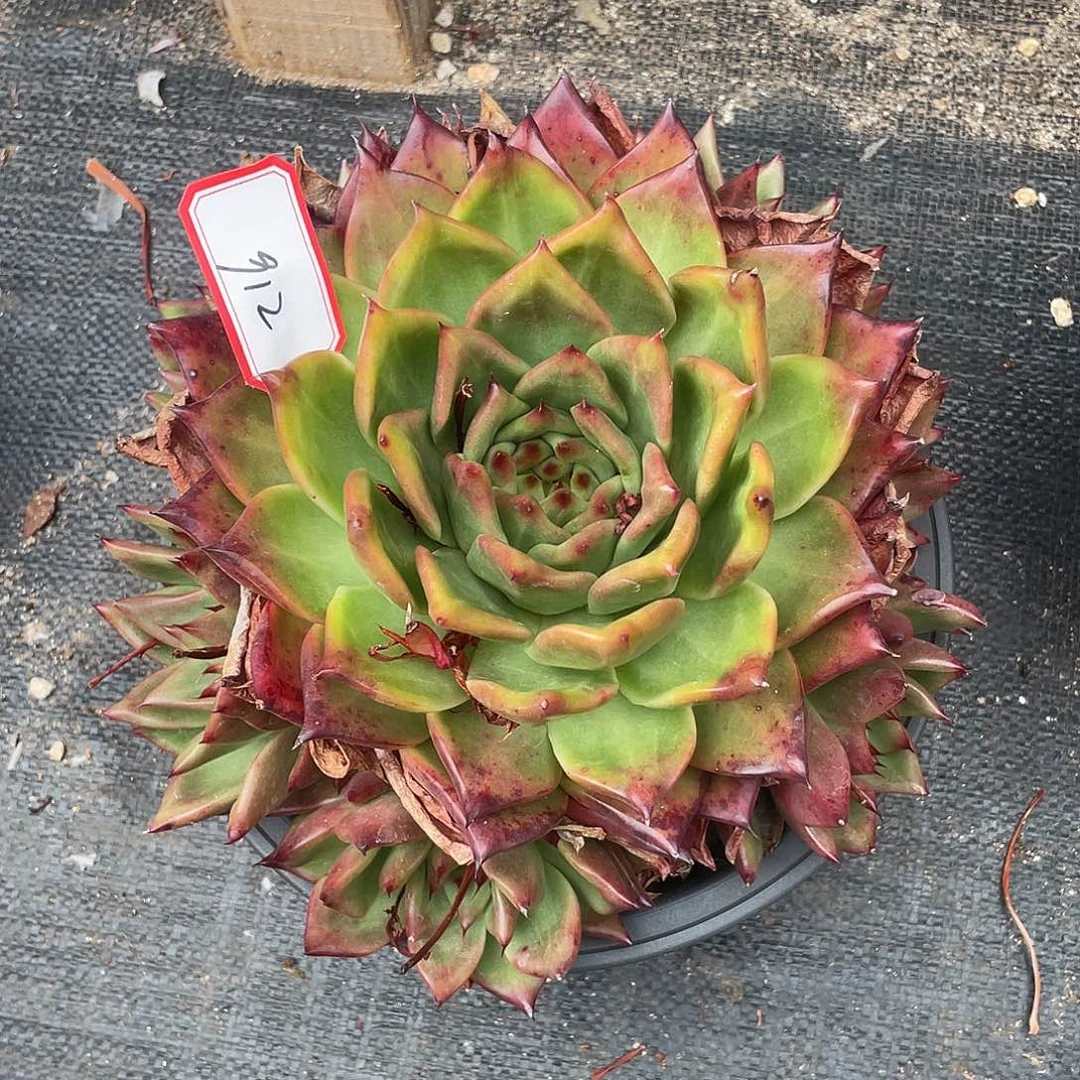 若如东云多肉组拍912