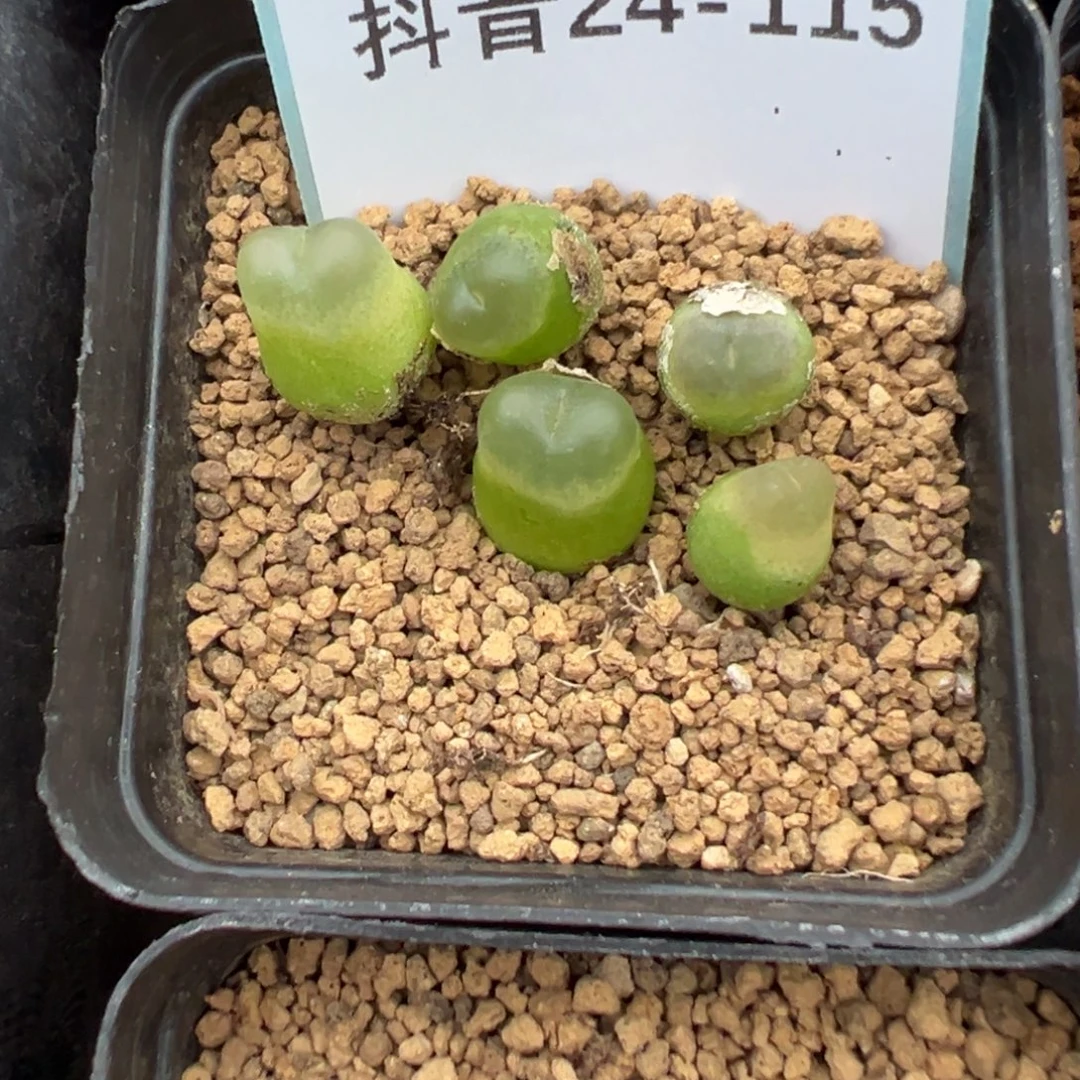 小***）24-115肉锥多肉植物