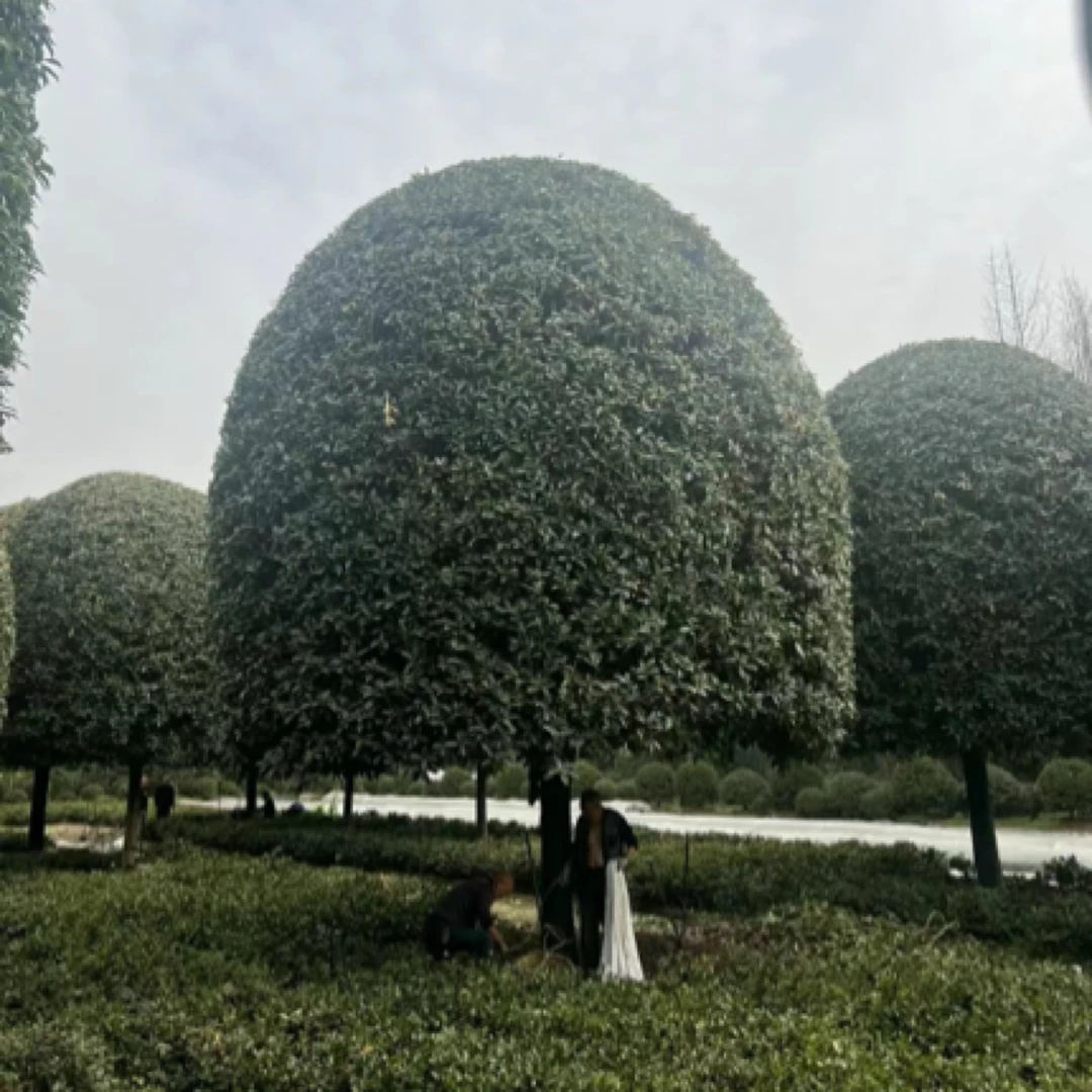 原生移植苗大桂花 25公分6米高 高杆大桂花 浓香型四季常青