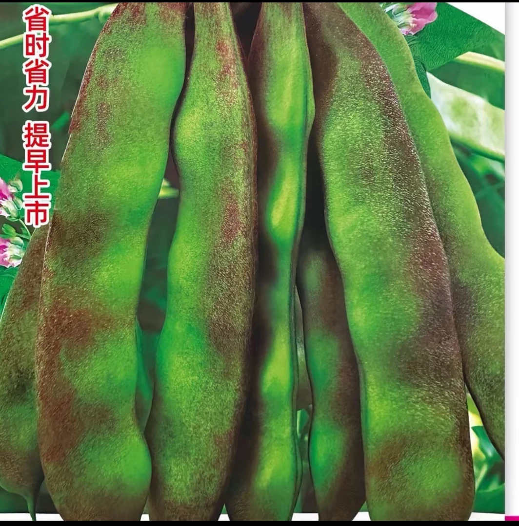 不搭架地紫花油豆角籽，