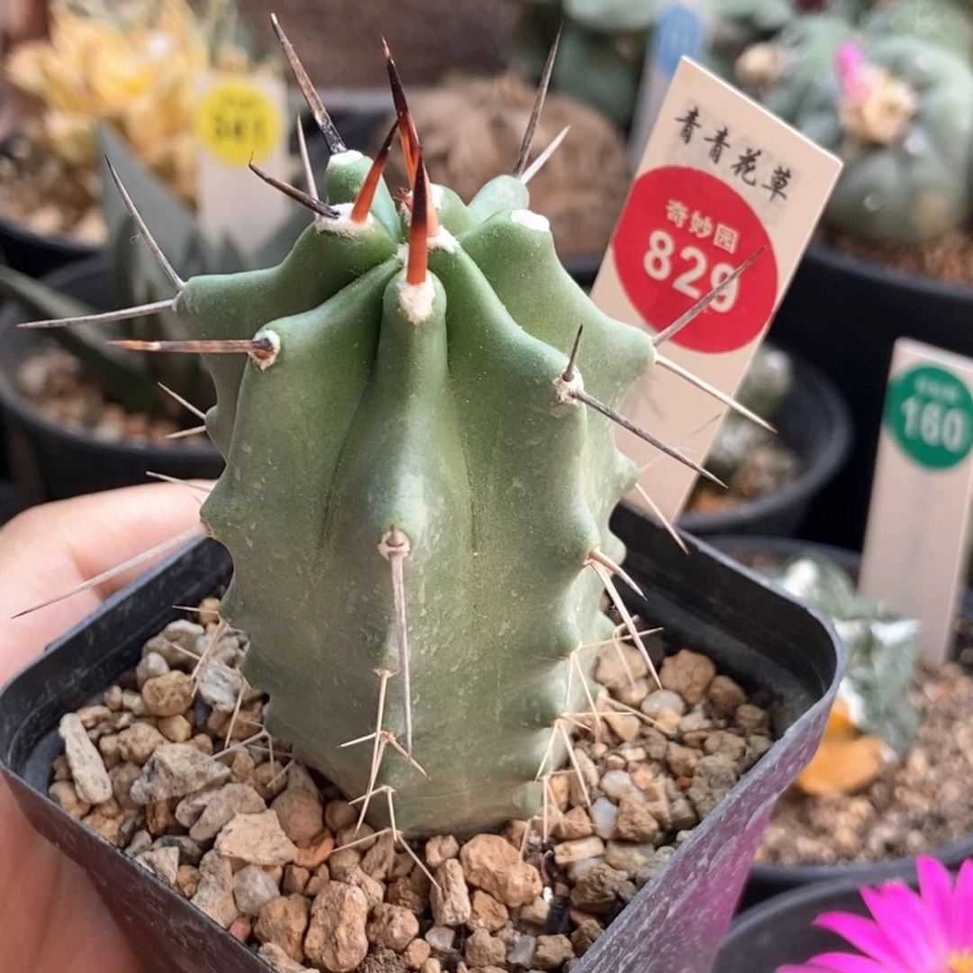 实生豪刺少刺虾4.2cm