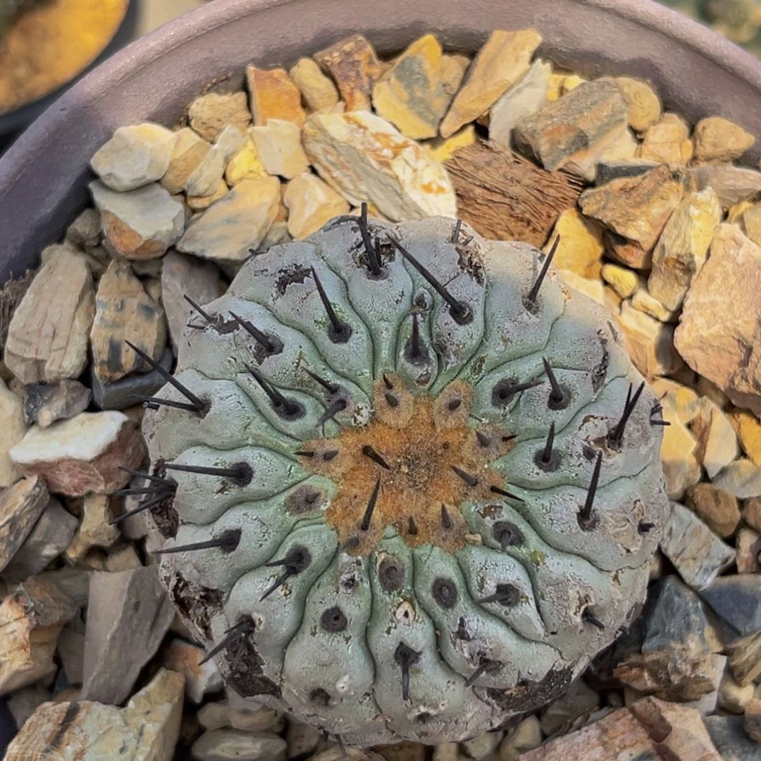 黑王丸实生产地xmmmm