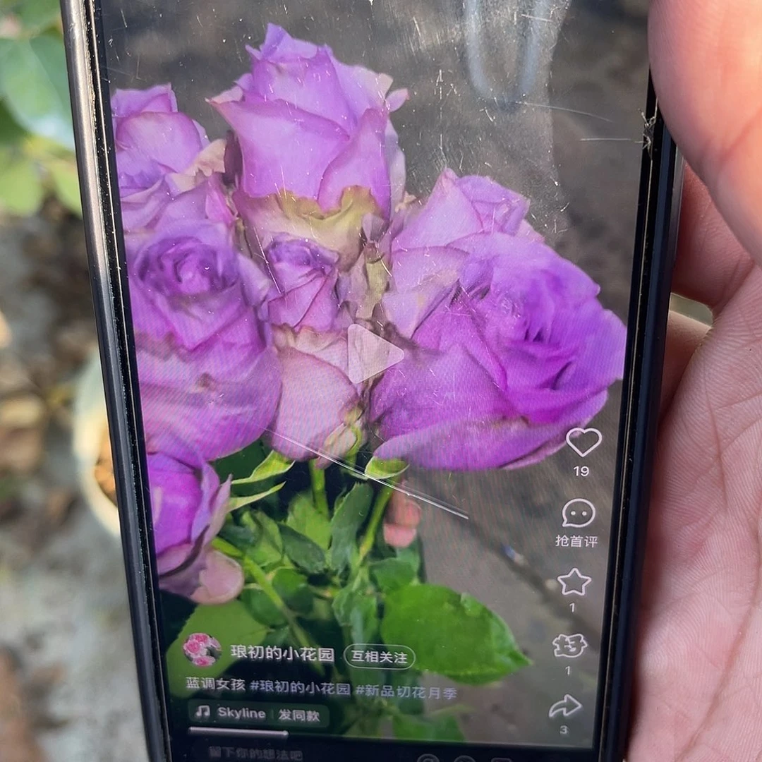 无花朵———蓝调女孩 福利款