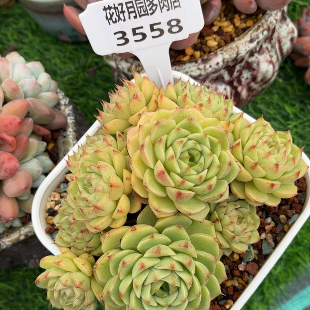 多肉植物3558 一定要拍个冷链哦