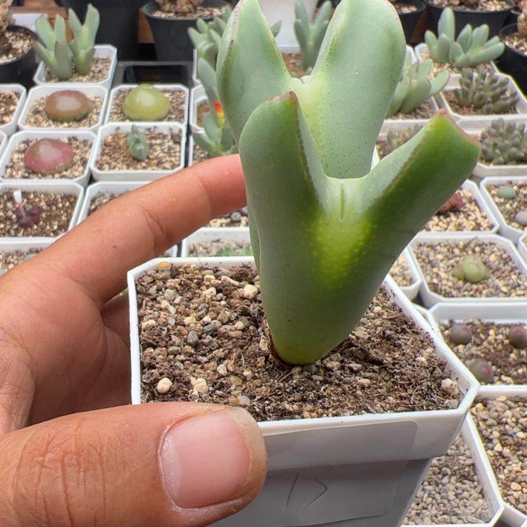6***69.18大将多肉植物组合73