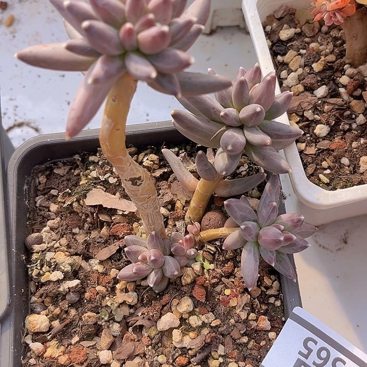 凤羽1565多肉植物