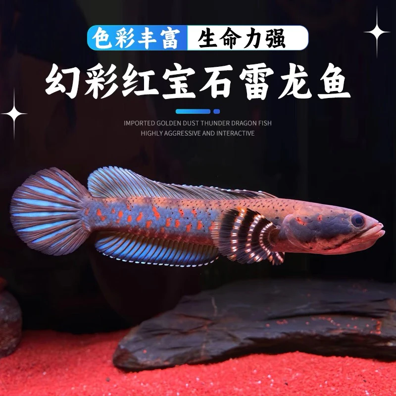 鱼进口幻彩红宝石酒红巧克力七彩眼镜蛇酒红雷龙鱼观赏鱼淡宠物鱼
