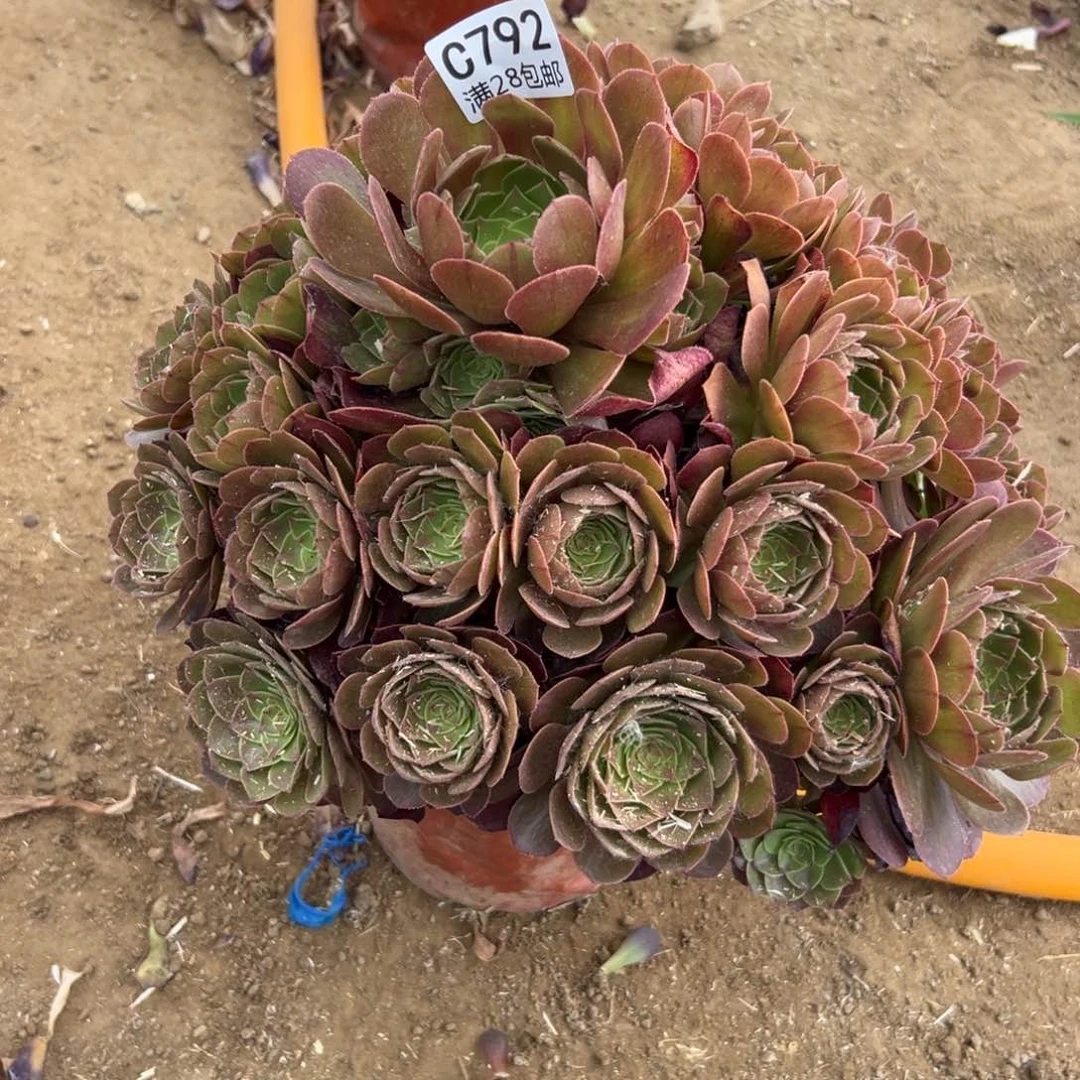 792多肉  沙拉碗