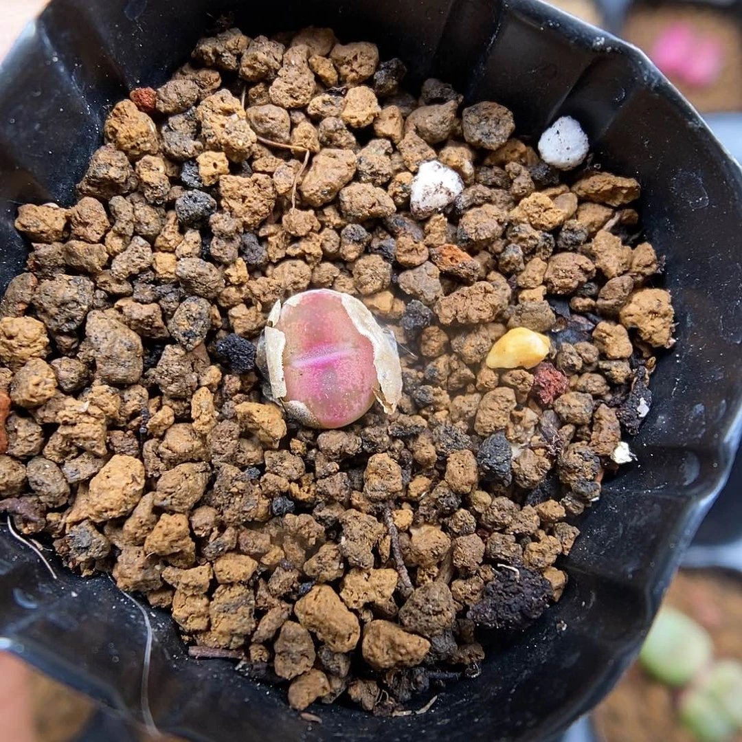 涂****e多肉植物K-2593（0.8）