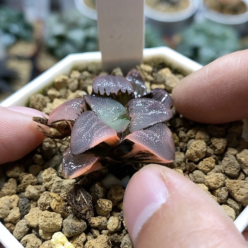 【闪购商品】190春春克锦