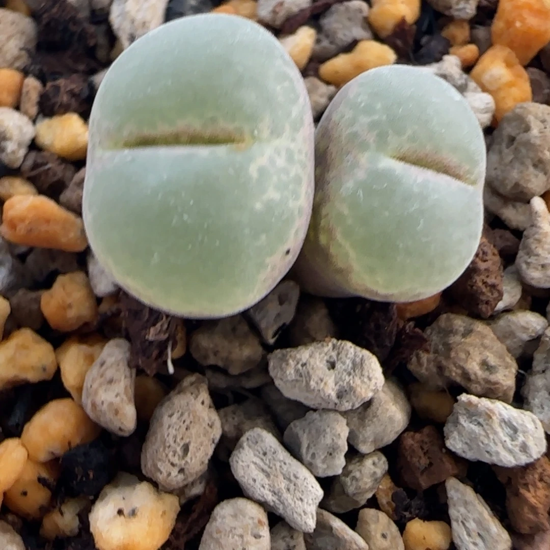 安格尼斯多肉植物一颗
