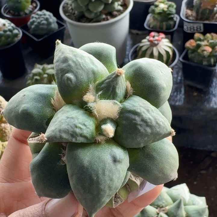 381丸叶怒涛牡丹
