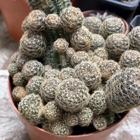 辉煌仙人球28米仙人球