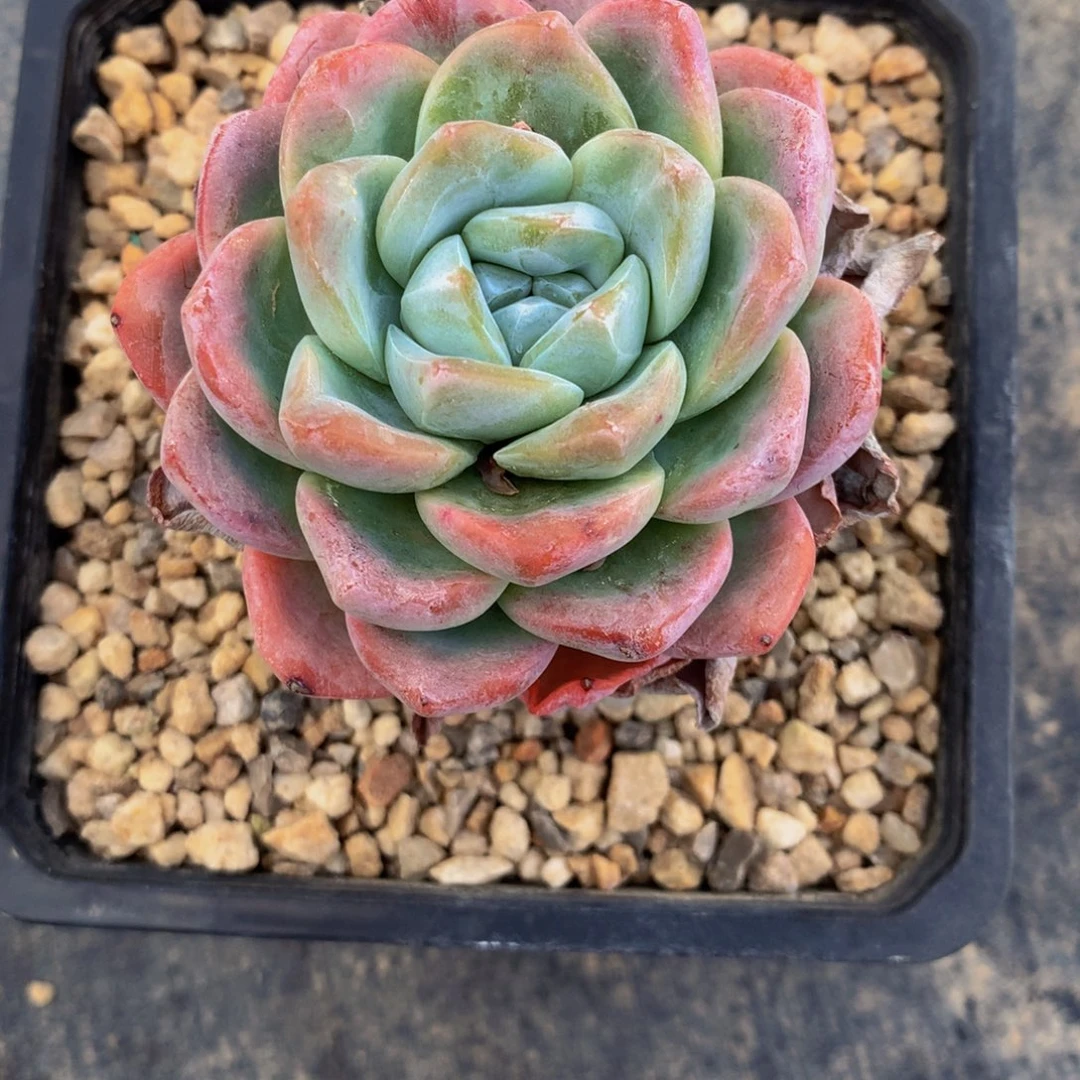 白**?冰玉手捧多肉植物