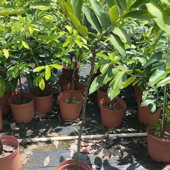 楼***逛天使369007446899999