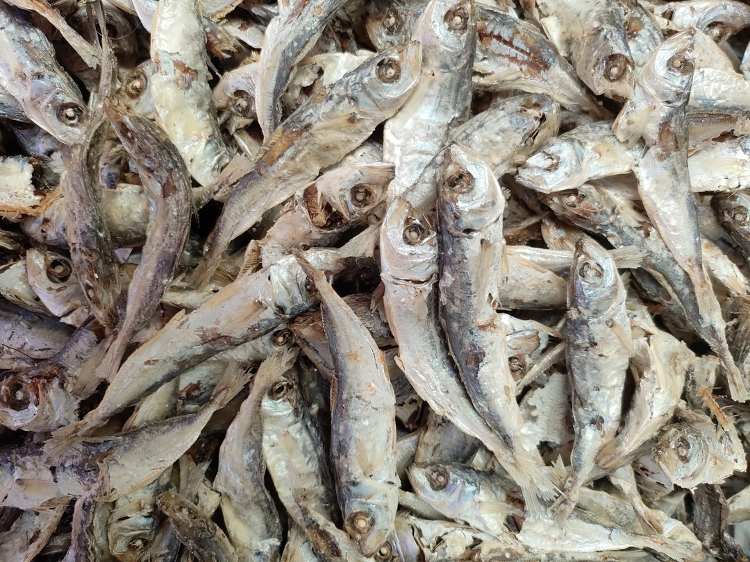 湄洲岛特产淡晒巴浪鱼干开袋即食肉质紧实味美