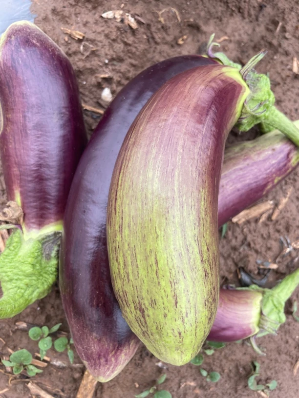 湖北五花糯茄子现摘现发新鲜茄子蔬菜产地直发