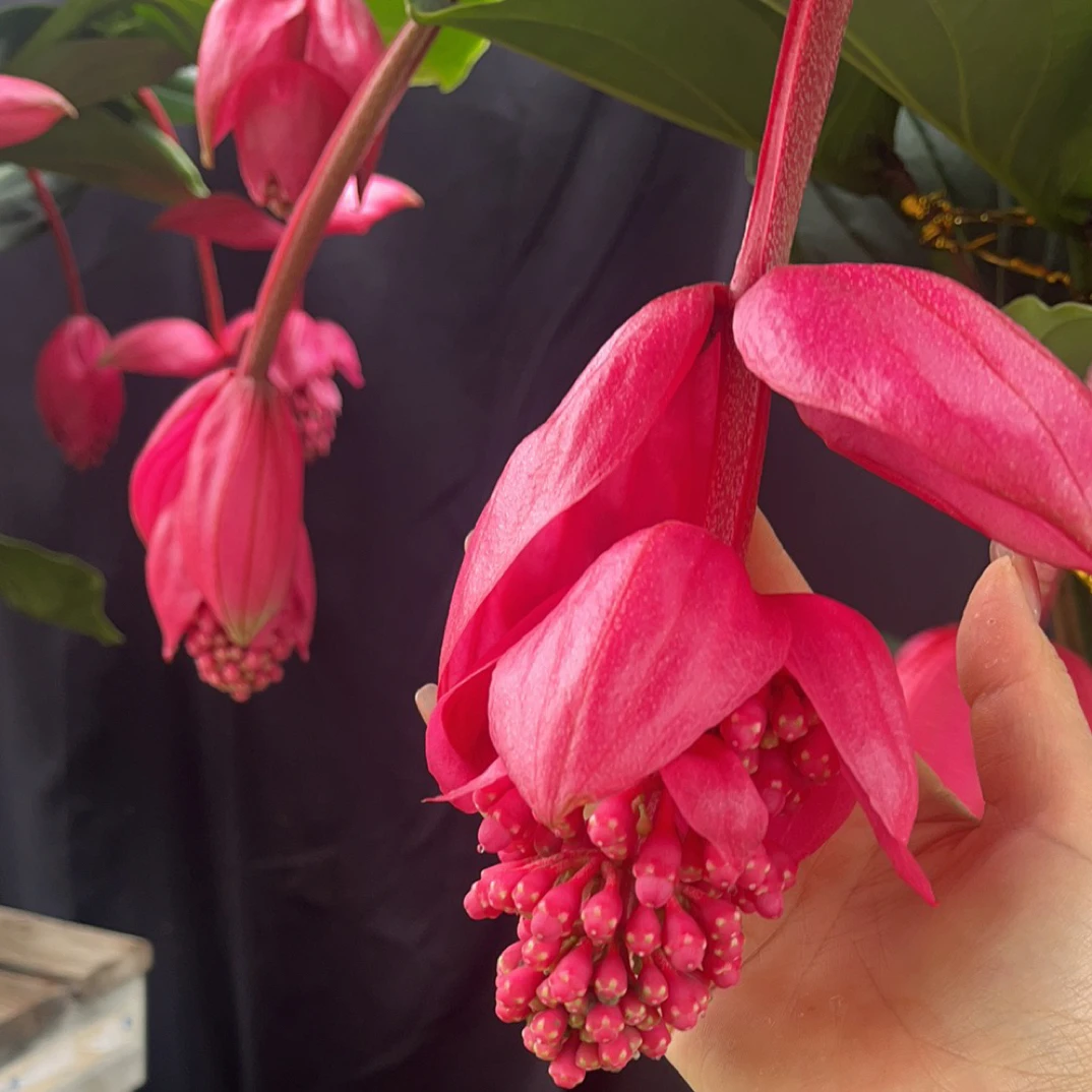 进口网红ins风室内好看宝莲灯花花