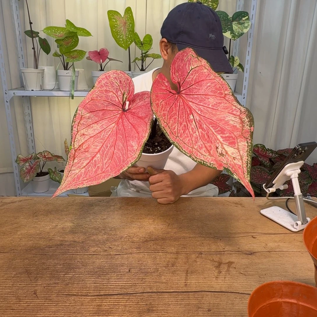 无花朵郡主   0095