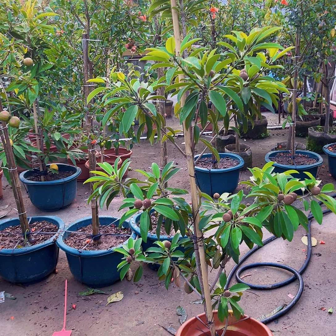 萧***沉完全开放247899975237999987533