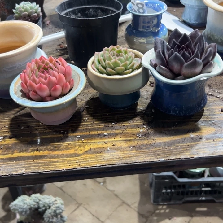 3个多肉花盆小号