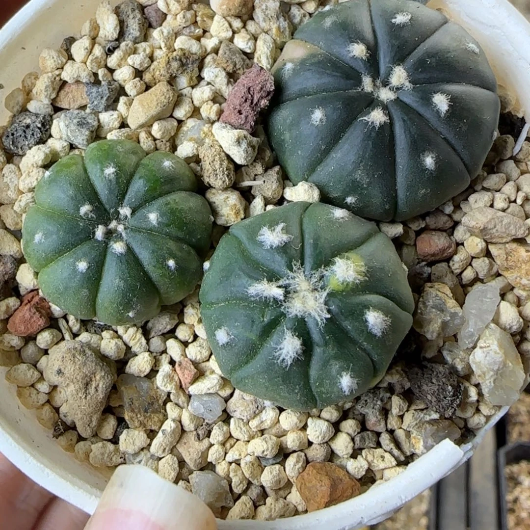 04实生兜一盒多肉