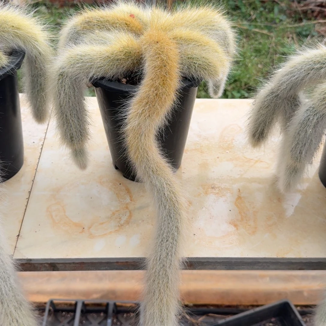 九尾狐狸多肉植物