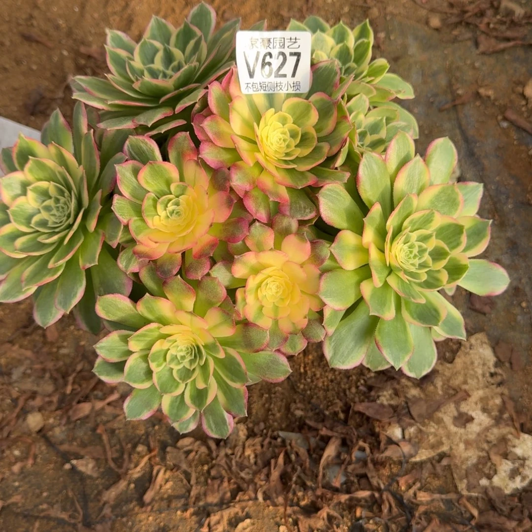 627海王官服22左右2