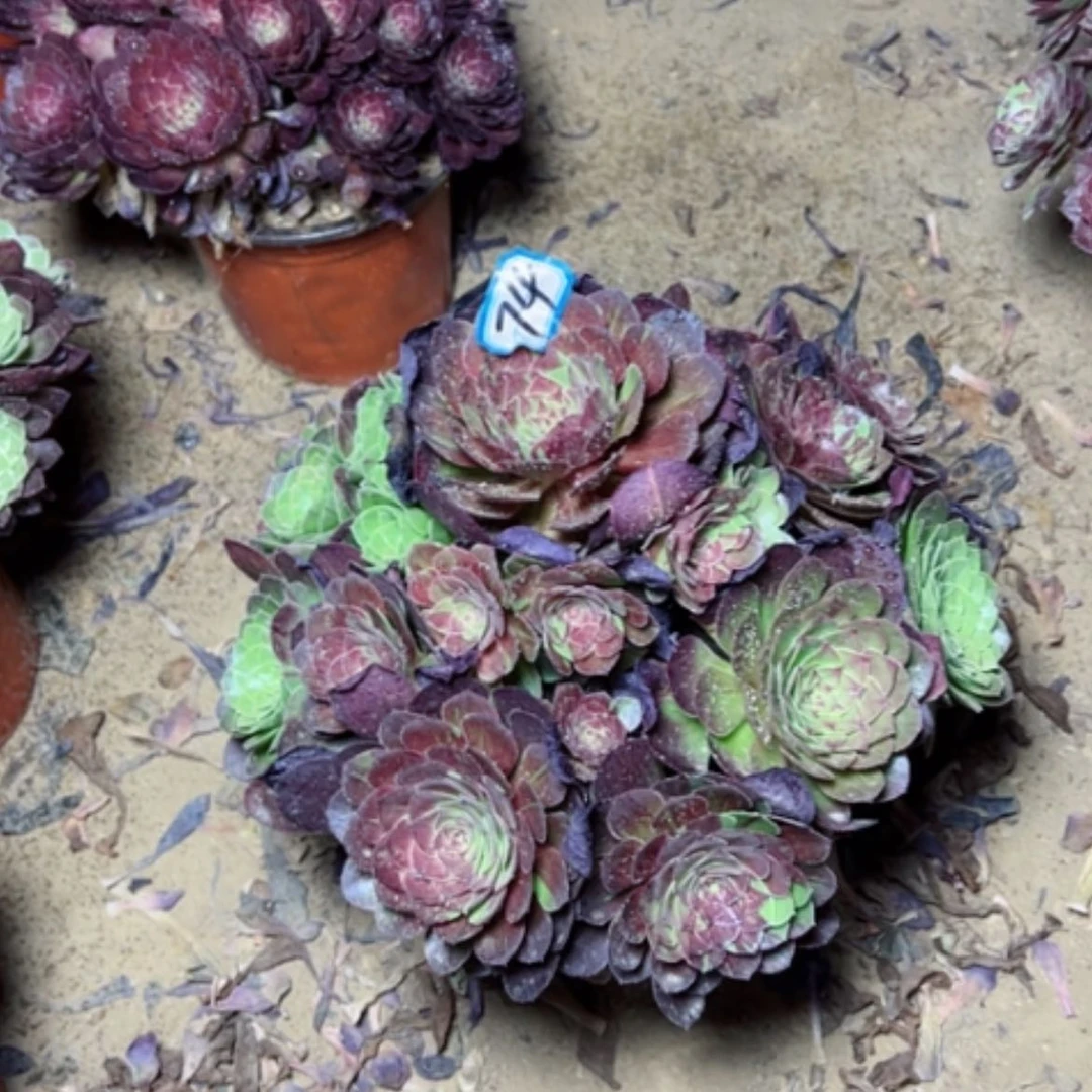【闪购商品】多肉植物花月夜74