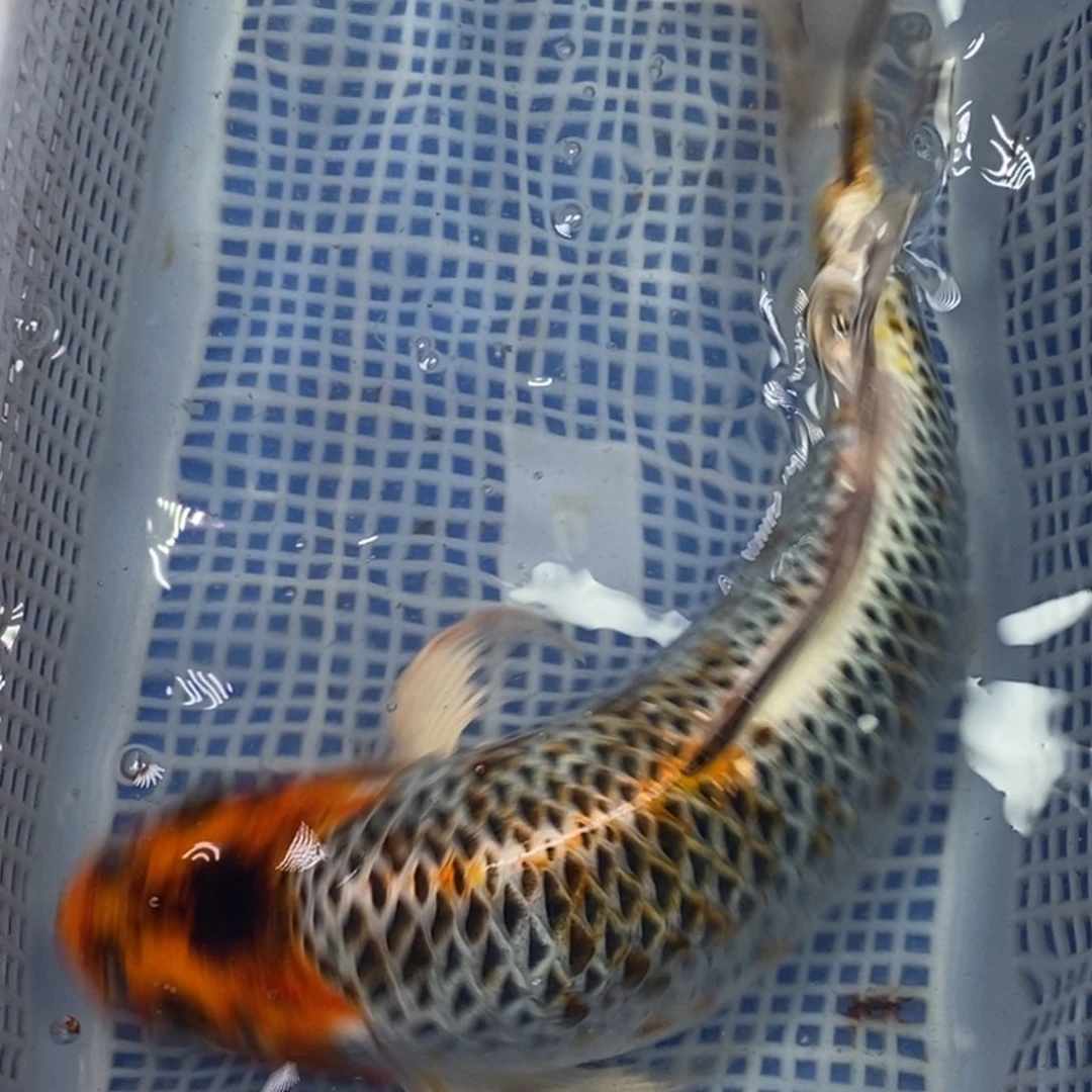 锦鲤冷水锦鲤包邮