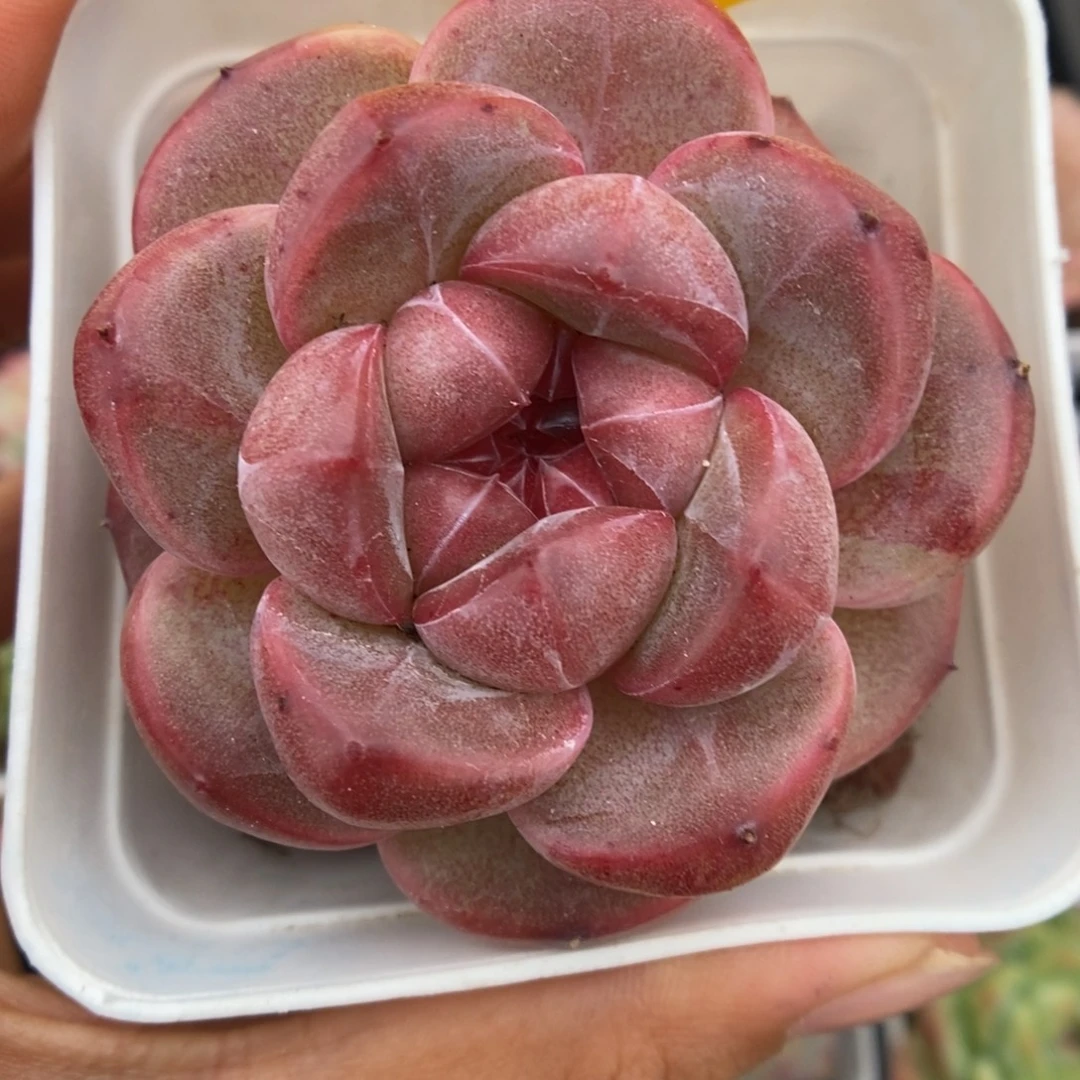 赤雪珍妮921号。