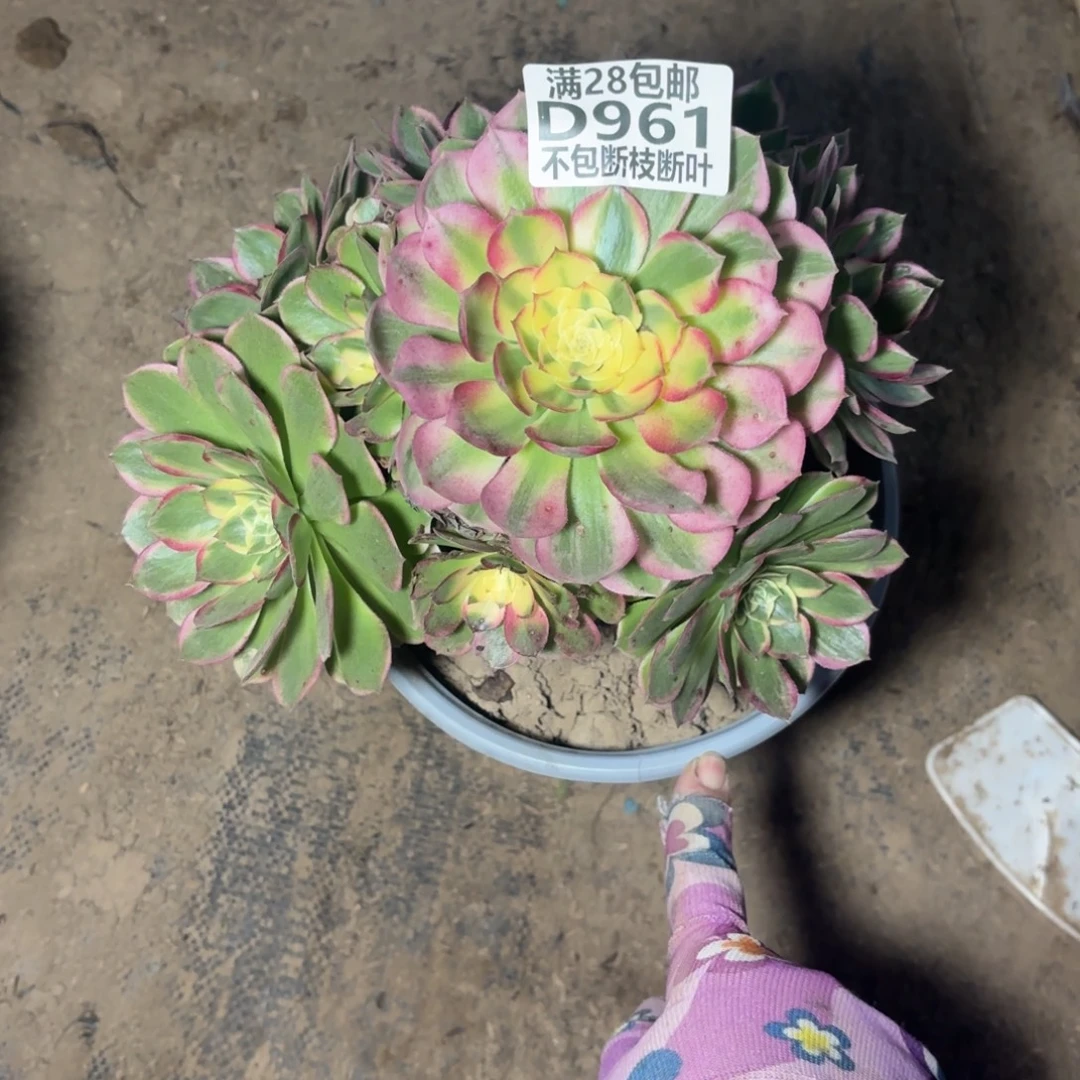 N. 961海王多肉112223