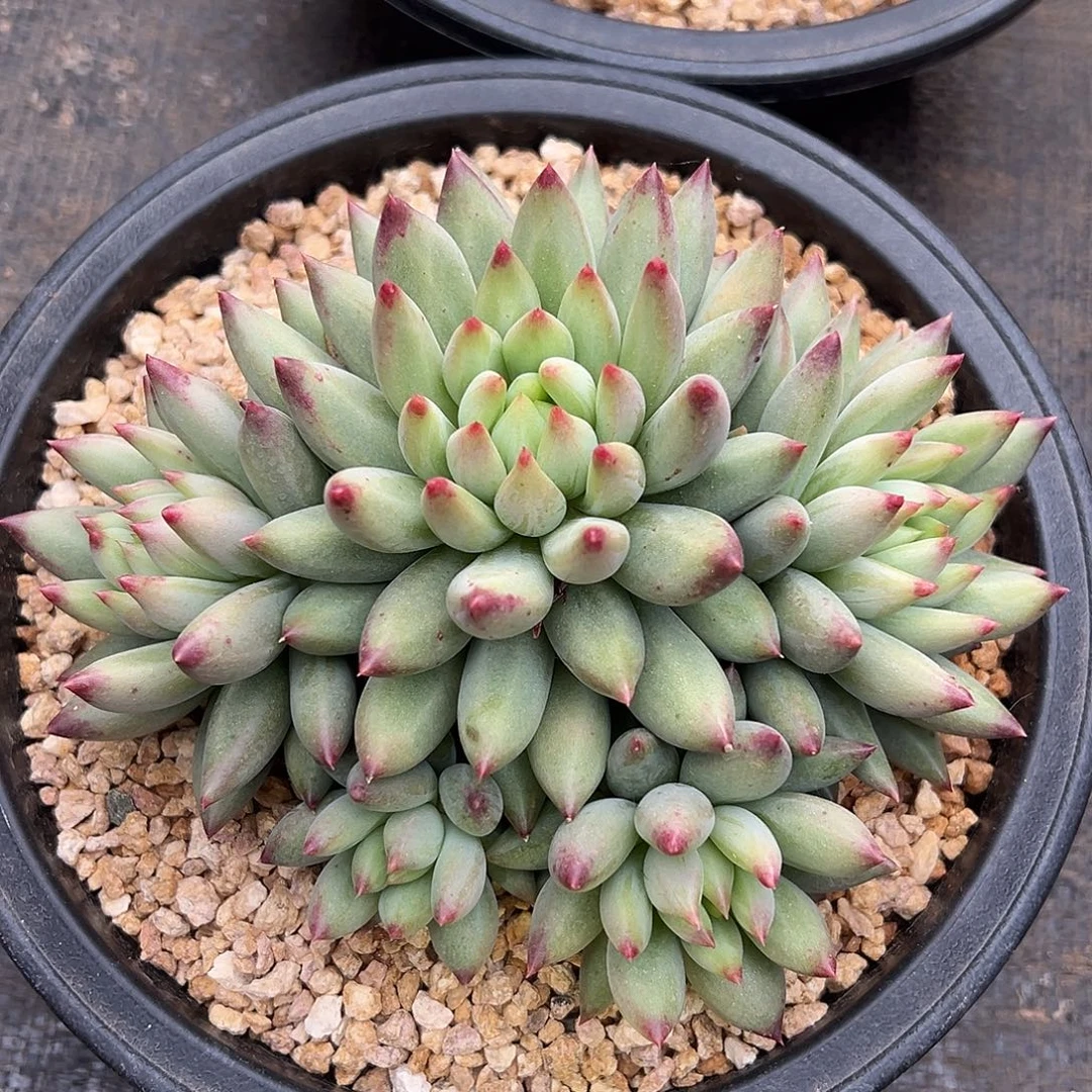 8011108 二代虞群生无砍，只能寄养