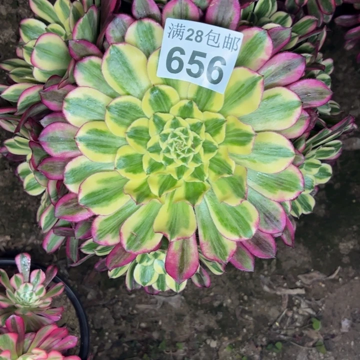 @***生656天和多肉植物