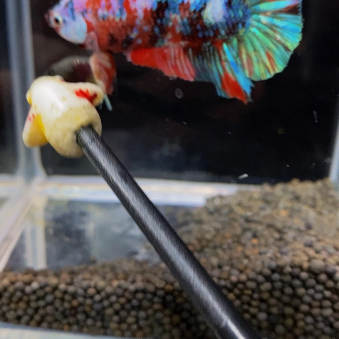 热带鱼公412I****）巨斗