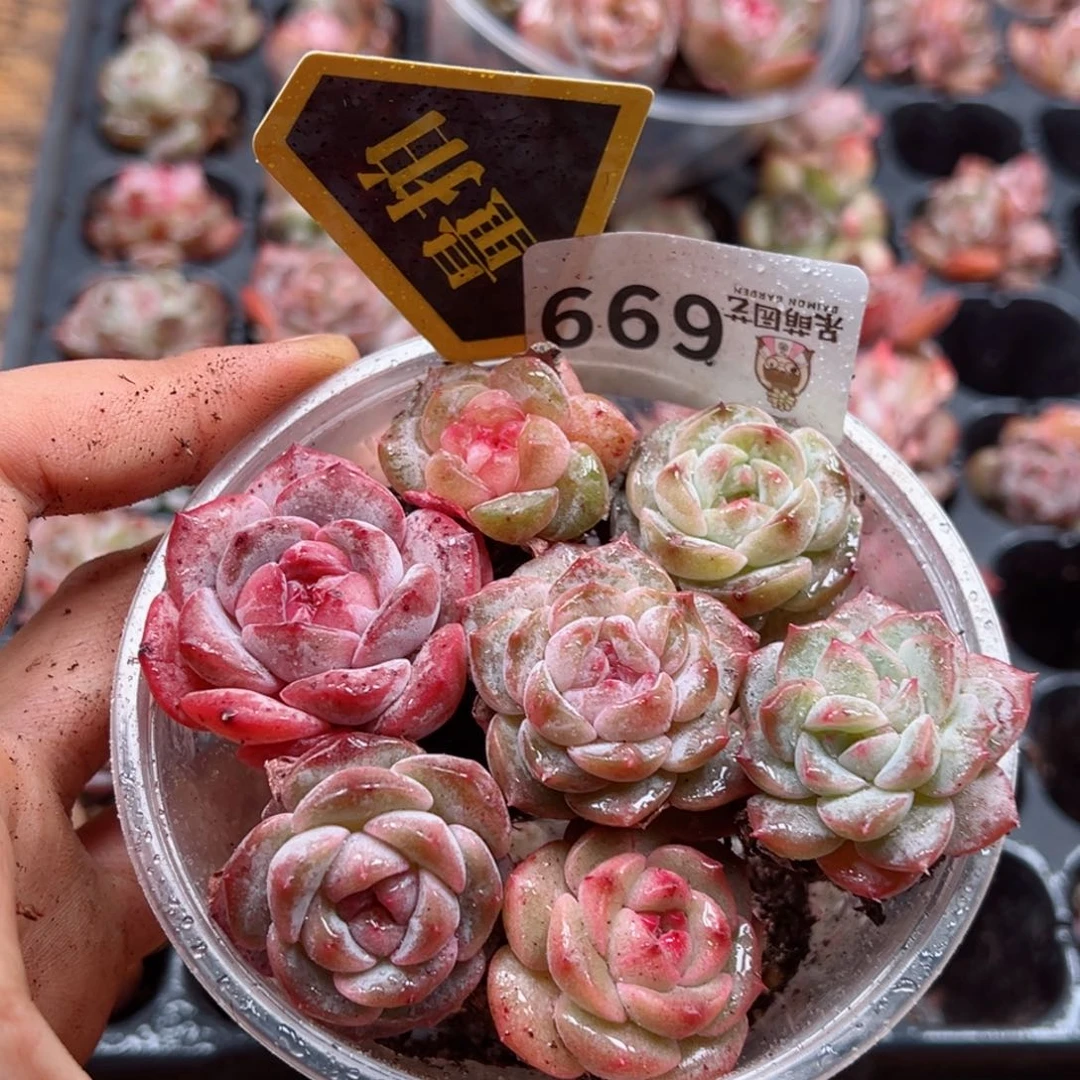 多肉植物多肉植物