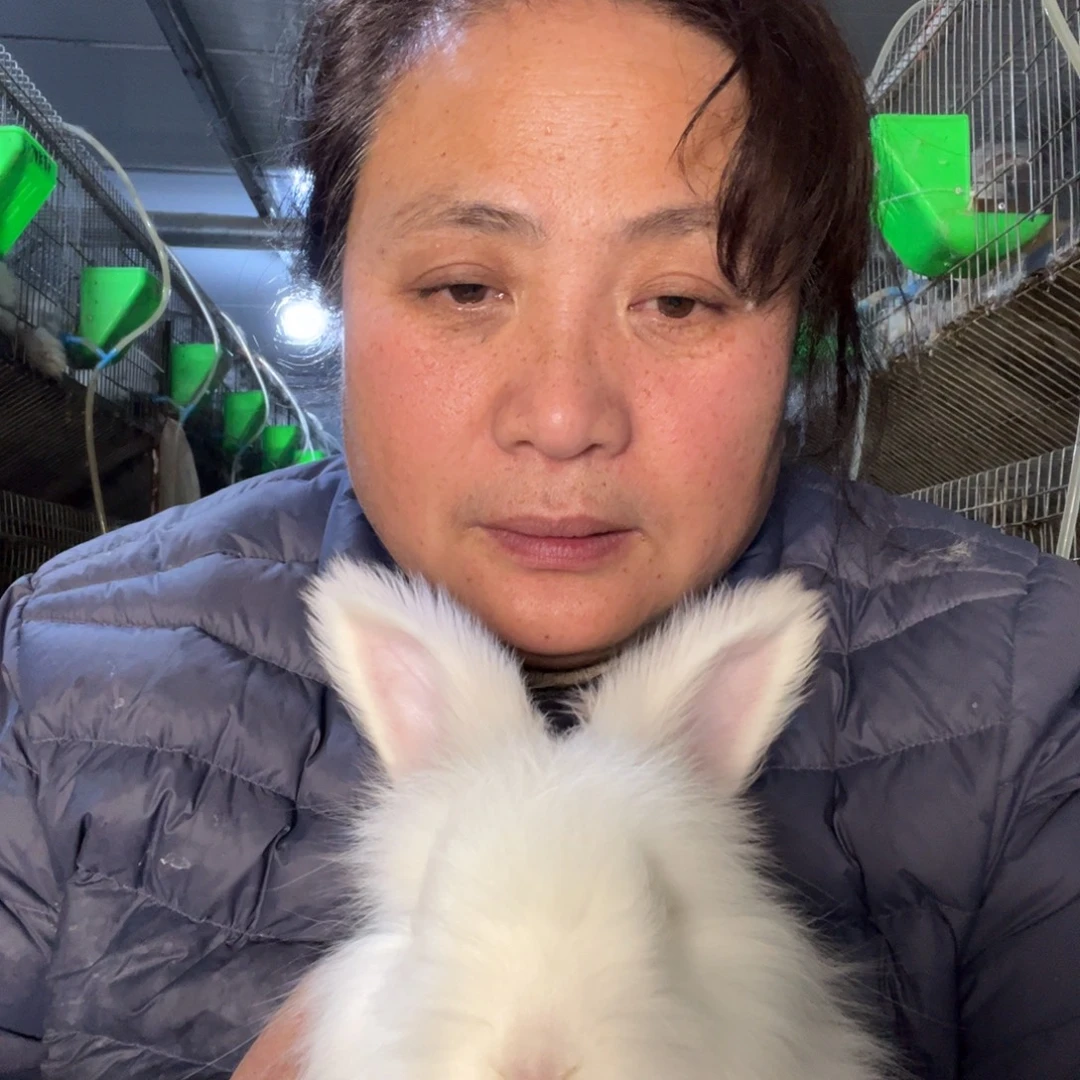 双血统英系安哥拉兔